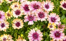 Drought Tolerant Plants